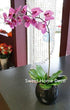 Sweet Home Deco Gel Coated Phanaenopsis Orchid Artificial Greenery Leaf with Realistic Roots Set of 2 (1, 6.5''L)...