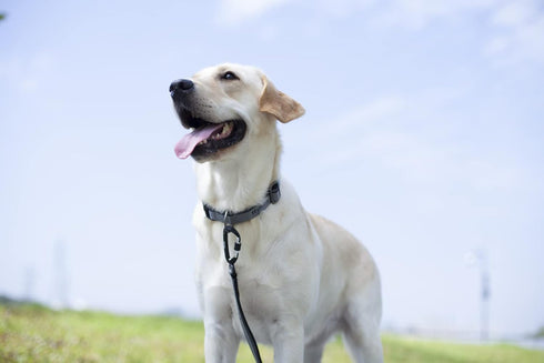 Hyhug Pets 3M Reflective Safe Short Leash - Fashion and Sturdy Jacquard Weave Nylon Lead for Giant Large Medium Dogs Walking,Jogging,Running,Train...