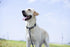 Hyhug Pets 3M Reflective Safe Short Leash - Fashion and Sturdy Jacquard Weave Nylon Lead for Giant Large Medium Dogs Walking,Jogging,Running,Train...