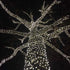 Novelty Lights 50 Light LED Christmas Mini Light Set, Outdoor Lighting Party Patio String Lights, Pure White, Black Wire, 11 Feet...