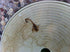 GPIAngel Skimmer Basket Handle...