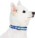 Blueberry Pet Essentials Pack of 2 Reflective Back to Basics Adjustable Dog Collars, Navy Blue, Large, Neck 18"-26"...