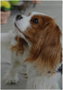 Cute Cavalier King Charles Spaniel Dog Garden Flag Banner 12 x 18 Inch Decorative Garden Flag for Outdoor Lawn and Garden Home Décor Double-Sided...