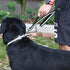 Regal Dog Products Reflective Leash – 5 ft. Dog Leash with Easy to Use Collar Hook, Lightweight, and Proof Training Pet Lead for Small, Medium, La...