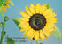 Sunflower Petal Cutters (Set of 4 sizes)...