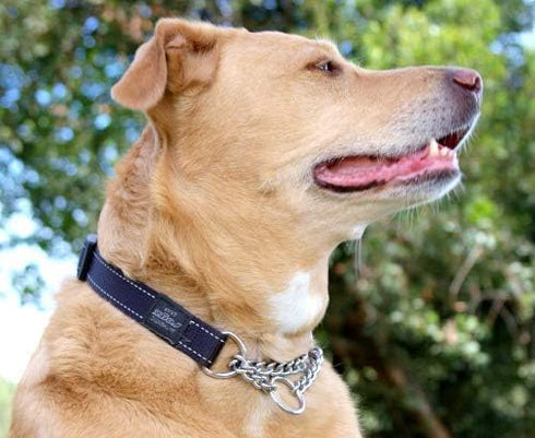 Reflective Nylon Choke Collar; Slip Show Obedience Training Gentle Choker for Extra Large Dogs, Purple...