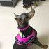 Creation Core Reflective Dog Collar with Ring Breathable Mesh Soft Padded Adjustable Nylon Pet Collar 1" Wide, Pink XXL...