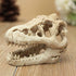 Opexicos 2Pcs 8.5 x 5.5 x 4.5 cm Resin Dinosaur Skull Aquarium Decoration Terrarium Reptile Fish Tank Ornament...