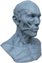 airgoesin Human Model Craft Anatomy Skull Head Muscle Bone Medical Artist Drawing Study (Blue)...