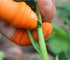 Fruit and Vegetable Picking Potted Plants Trim Silicone Thumb Knife Set Picking Portable Knife Garden Tools (1)...