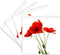 3dRose CST_217331_3 Delicate Red Poppies Vector Ceramic Tile Coasters (Set of 4)...