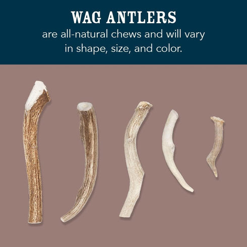 Amazon Brand - Wag Dog Deer Antler Chew, Naturally Shed, Whole, Large 8-9.5 inches (Best for Dogs 30-45 lbs), 3.20 Ounce (Pack of 1)...