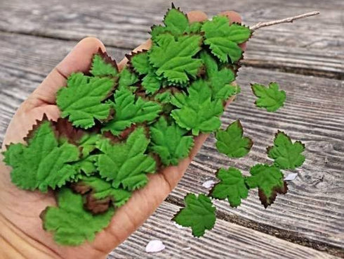 Mulberry Paper Maple Leaves Artificial Leaf Craft Leaves for Scrapbooking Wedding Doll House Supplies Card DIY Craft Project Party Decoration. (Gr...