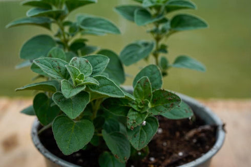Greek Oregano Herb Seeds for Planting, 2500+ Seeds Per Packet, (Isla's Garden Seeds), Non GMO & Heirloom Seeds, Botanical name: Origanum vulgare, ...
