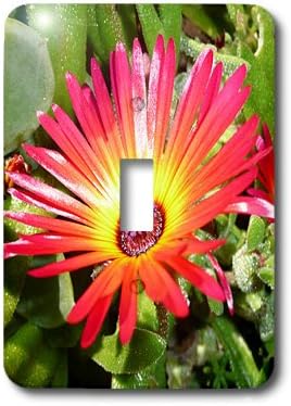 3dRose lsp_22795_1 Stunning Red And Yellow Gerbera Daisy Napier New Zealand - Single Toggle Switch...