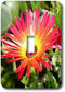 3dRose lsp_22795_1 Stunning Red And Yellow Gerbera Daisy Napier New Zealand - Single Toggle Switch...