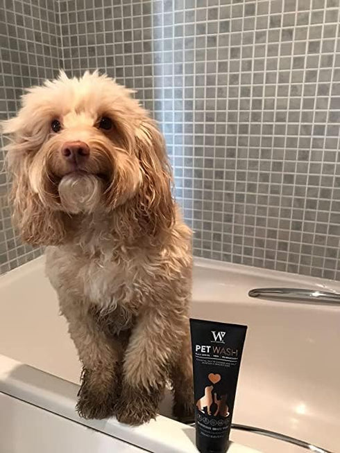Watermans Pet Wash for Dogs & Cats, Best Dog Shampoo for skin and coat problems, Deodorizing, Sulfate and Paraben Free Dog Shampoo | pH Balanced F...