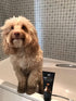 Watermans Pet Wash for Dogs & Cats, Best Dog Shampoo for skin and coat problems, Deodorizing, Sulfate and Paraben Free Dog Shampoo | pH Balanced F...