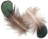 MAHAVIMOKSA 100pcs Natural Feather for DIY Craft Earring Wings Wedding Party Home Decoration (Green Lady Amherst Bronze Iridescent Plumage)...