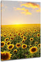 DVQ ART- Sunflower with Sunset Wall Art Painting, Beautiful Landscape Print on Canvas, Framed Print Poster for Living Room Bedroom Decor 1 Pcs...