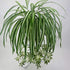 GWOKWAI 2Pcs Artificial Chlorophytum, 25.5in Faux Plant Hanging Basket Simulation Ivy Green Leaves Fake Wall Hanging Plants for Home Garden Office...