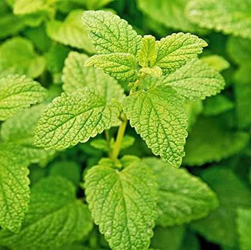 Lemon Balm Herb Seeds - 100 Count Seed Pack - A Lemon-Scented Perennial herb That can be Grown Indoors or Outdoors - Country Creek LLC...