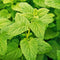 Lemon Balm Herb Seeds - 100 Count Seed Pack - A Lemon-Scented Perennial herb That can be Grown Indoors or Outdoors - Country Creek LLC...
