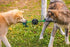 Pet Qwerks X-Tire Ball Dog Toys - Rope Interactive Chew Toy - Medium...