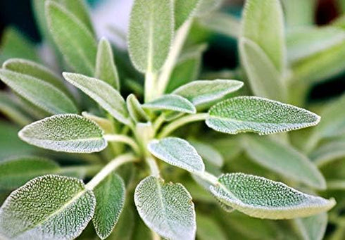 1000 Mixed Herb Seeds Heirloom Non-GMO 12 Varieties This is a Mix! Thyme Oregano Sage Tarragon Marjoram Summer Savory Basil Italian Greek Thai Dwa...