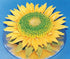 Sunflower Petal Cutters (Set of 4 sizes)...