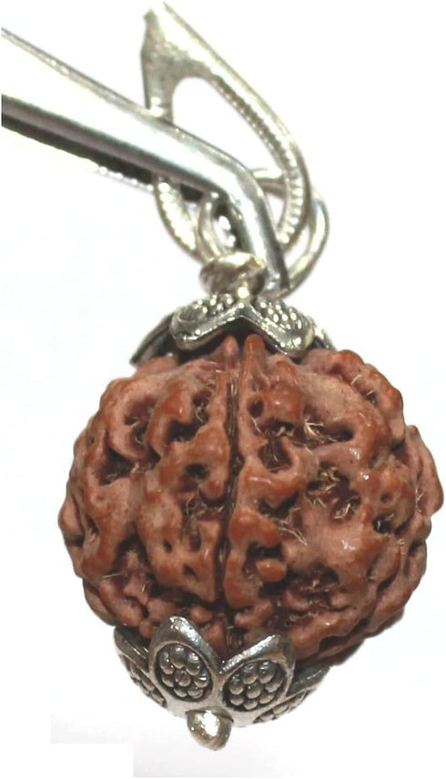 5 Face Rudraksha Pendant/ 5 Mukhi Rudraksha Pendant |Certified|...