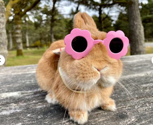 Cute Summer Yellow Duck Hat & Sunglasses for Pet Bunny Small Animal Clothing Costume Oufit Accessories for Rabbit Guinea Pig Kitty Puppy Chinchill...