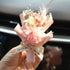 Red Mini Dried Flowers Bouquet for Car Air Vent Clips, Car Air Outlet Perfume Decoration, Car Air Fresheners Interior Accessories Car Decoration...