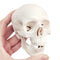 Mini Human Skull Model, 3 Parts Palm-Sized Anatomy Skull Model with Removable Skull Cap & Full Set Teeth, School Teaching-Learning Tool, Fun Decor...