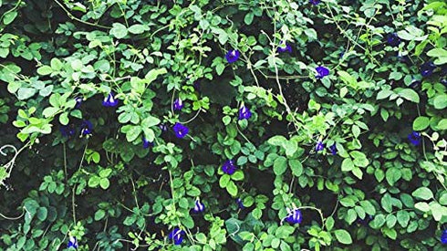ANCIENT HERB Premium Dried Butterfly Pea Flower for Blue & Purple Drinks and Food Coloring, Pea Flower Tea, Non-GMO, Pure Natural Butterfly Pea Te...