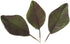 Artificial Magnolia Leaves Pack of 30 Leaves...