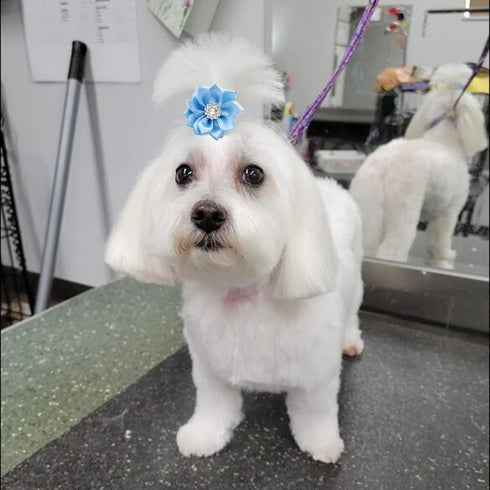 40Pcs Puppy Yorkie Dog Hair Bows Flower with Rubber Band,Pet Small Dog Girl Flower Christmas Hair Topknot Bowknot Hair Accessories Pet Grooming fo...
