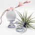 20 Pack Air Plant Stand Container Tillandsia Holder, Stainless Steel Tillandsia Container for Live Tropical Plant Home Office Desktop Decoration S...