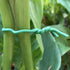 Soft Twist Tie Garden Training Wire, Green (5M) 16.4 Foot Length...
