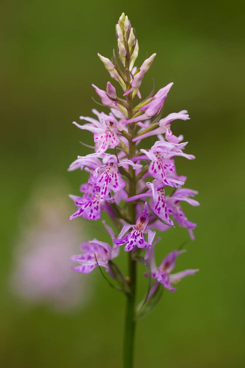 Health Embassy Goat’s Rue Herb | Galega Officinalis L | Herbal Tea (50g)...