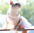 ANIAC White Dog Dress,Summer Dog Clothes for Small Dog Girl, Spring Puppy Princess Dress, Cat outfit,Pet Clothing for Cats Kitten Chihuahua Yorkie...