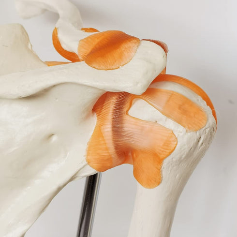 Anatomical Shoulder Joint Model Medical Anatomy Skeleton, Human Body Shoulder Ligament Model Anatomy Replica of Norma Shoulder Joint for Doctors O...