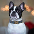 PET ARTIST Nylon Dog Collar for Large Dogs, Heavy Duty Dog Collar with Quick Release Metal Buckle, Soft Padded Blue Dog Collar, Adjustable Durable...