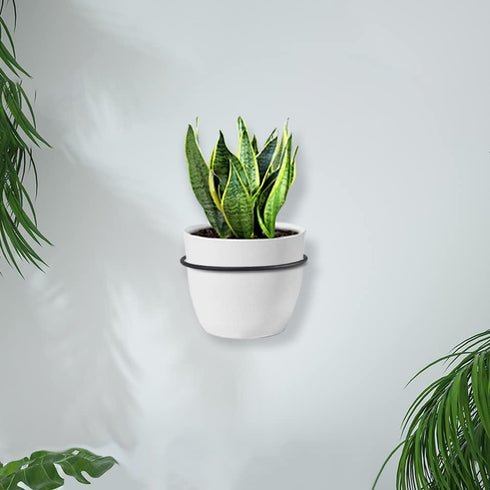 TreeLen Flower Plant Holder Ring Wall Mounted,4 Inch Plant Wall Hanger Rings,Metal Plant Holders Wall Planter Hook 3 Pack Black...