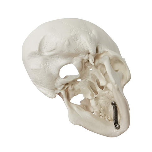 Mini Human Skull Model, 3 Parts Palm-Sized Anatomy Skull Model with Removable Skull Cap & Full Set Teeth, School Teaching-Learning Tool, Fun Decor...
