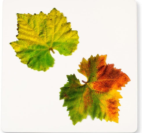 Parchment Paper Leaves for Cheese & Charcuterie Boards - Sisson Distribution Leaves (Pack of 20) (Grape Variety). Made in USA with French Parchmen...
