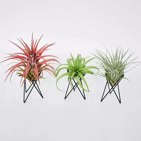White Air Plant Holder Metal Flower Stand Geometric Iron Tillandsia Holder Plant Stands Art Display Home Garden Ornaments Tillandsia Holder...