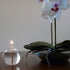 Firefly Fuels Refillable Glass Candle - Liquid Bliss Petite Orb Reusable Oil Candle for Restaurant Ambience, Indoor Lighting and Outdoor Events. U...