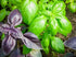 Seeds Indoor Basil Mix (Red, Purple and Green) Herb Heirloom for Planting Non GMO...