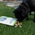Loving Pets Toothsticks – Fresh Mint Dental Sticks for Dogs (for Toy/Small Dogs 1-20 lbs)...